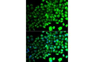 Immunofluorescence analysis of A549 cells using PRKAA2 antibody. (PRKAA2 antibody)