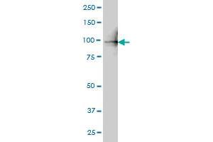 PLK4 antibody  (AA 1-110)