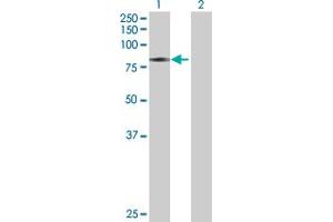 Western Blot analysis of CAMK2G expression in transfected 293T cell line by CAMK2G MaxPab polyclonal antibody. (CAMKII gamma antibody  (AA 1-527))