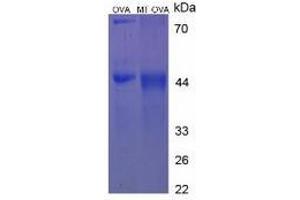 SDS-PAGE of Protein Standard from the Kit (OVA-MT). (Melatonin ELISA Kit)