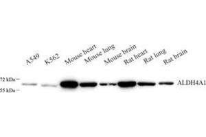 ALDH4A1 antibody