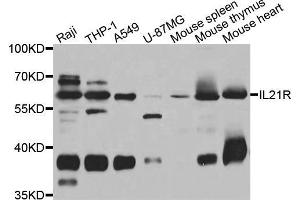 Western blot analysis of extracts of various cell lines, using IL21R antibody (ABIN5975555) at 1/1000 dilution. (IL21 Receptor antibody)