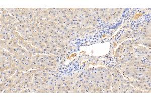 Immunohistochemistry (IHC) image for anti-alpha-2-HS-Glycoprotein (AHSG) (AA 19-359) antibody (ABIN7429655)