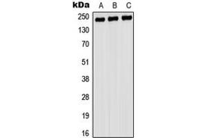 Western blot analysis of Myosin 9 expression in A549 (A), rat testis (B), PC12 (C) whole cell lysates. (Myosin 9 antibody  (C-Term))
