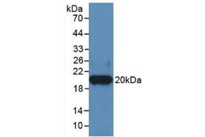 Western Blot; Sample: Recombinant HPA, Human. (HPSE antibody  (AA 400-543))