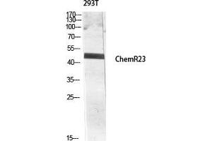 Western Blot (WB) analysis of 293T lysis using ChemR23 antibody. (CMKLR1 antibody  (Internal Region))