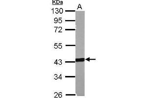 WB Image Sample (50 ug of whole cell lysate) A: mouse muscle 10% SDS PAGE antibody diluted at 1:1000 (MSL3 antibody  (Center))