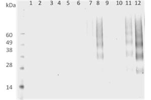 DMPO Western Blot. (DMPO antibody (Biotin))