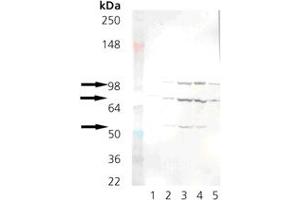 Western blot analysis: Lane 1: Grp78 (BiP) recombinant protein , Lane 2: RK-13, Lane 3: Mouse liver microsomes, Lane 4: Rat liver microsomes, Lane 5: HeLa Cell Lysate (heat shocked) . (KDEL antibody  (AA 649-654))