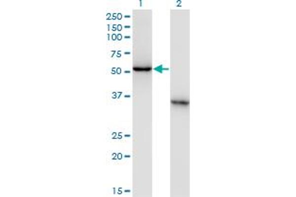 NXF3 Antikörper  (AA 1-100)