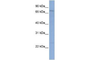 WB Suggested Anti-PCDHGB1 Antibody Titration:  0. (PCDHGB1 antibody  (N-Term))