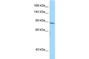 Western Blotting (WB) image for anti-Neuroblastoma Breakpoint Family, Member 10 (NBPF10) (C-Term) antibody (ABIN2446652) (NBPF10 antibody  (C-Term))