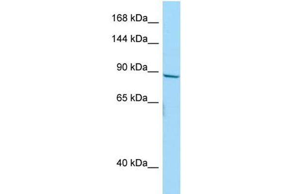 NBPF10 antibody  (C-Term)