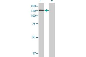 Western Blot analysis of PUM1 expression in transfected 293T cell line by PUM1 MaxPab polyclonal antibody. (PUM1 antibody  (AA 1-1186))