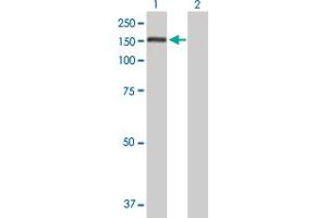 Western Blot analysis of PUM1 expression in transfected 293T cell line by PUM1 MaxPab polyclonal antibody. (PUM1 antibody  (AA 1-1186))