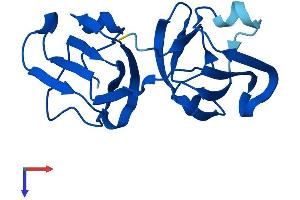 Crystallin, gamma F (CRYGF) (AA 1-174) protein (His tag)