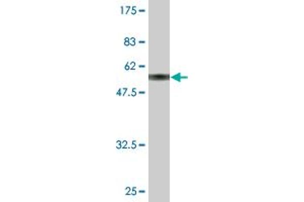 MAGEH1 antibody  (AA 1-219)