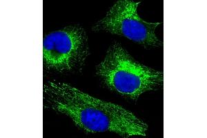 Immunofluorescence (IF) image for anti-Keratin 18 (KRT18) (AA 401-430), (C-Term) antibody (ABIN391561)
