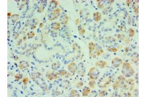Immunohistochemistry of paraffin-embedded human salivary pland tissue using ABIN7149005 at dilution of 1:100 (CST4 antibody  (AA 21-141))