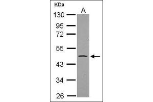 Sample (20 µg ). (OCT4 antibody)