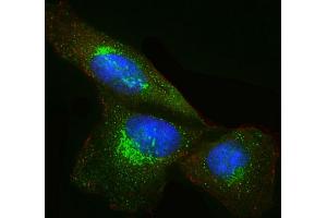 Immunofluorescent analysis of 4 % paraformaldehyde-fixed, 0. (DKK1 antibody  (AA 1-266))