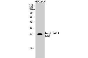 Western Blotting (WB) image for anti-High Mobility Group Box 1 (HMGB1) (acLys12) antibody (ABIN3178878) (HMGB1 antibody  (acLys12))