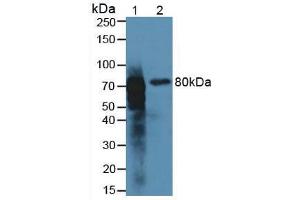 Western blot analysis of (1) Rat Kidney Tissue and (2) Rat Intestine Tissue. (Meprin B antibody  (AA 433-679))
