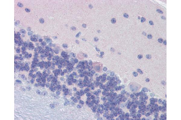 GNAO1 antibody  (Subunit alpha)