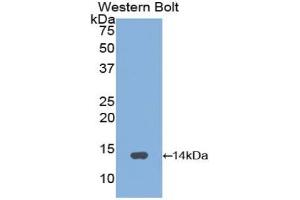 Western blot analysis of the recombinant protein. (GNRH1 antibody  (AA 24-92))