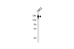 Western blot analysis of lysate from rat H9C2 cell line, using FBLN2 Antibody (A1-1673). (FBLN2 antibody)