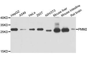 Western blot analysis of extracts of various cells, using PMM2 antibody. (PMM2 antibody)
