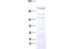 Validation with Western Blot (TMPRSS6 Protein (DYKDDDDK Tag))