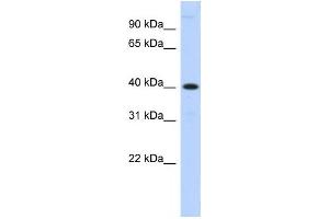Western Blotting (WB) image for anti-Metallophosphoesterase 1 (MPPE1) antibody (ABIN2459334) (MPPE1 antibody)
