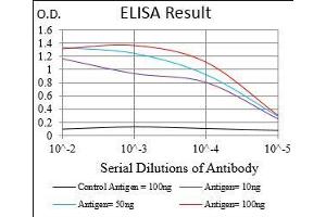 Black line: Control Antigen (100 ng), Purple line: Antigen(10 ng), Blue line: Antigen (50 ng), Red line: Antigen (100 ng), (MAPK14 antibody  (AA 299-360))