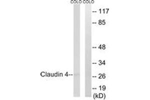 Western blot analysis of extracts from COLO cells, using Claudin 4 (Ab-208) Antibody. (Claudin 4 antibody  (AA 160-209))