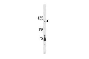 CLEC16A antibody  (AA 365-391)