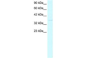 WB Suggested Anti-CDX4 Antibody Titration:  0. (CDX4 antibody  (C-Term))