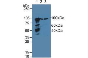 Figure. (Calnexin antibody  (AA 263-482))