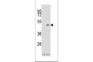 Western blot analysis of P2K1 (arrow) using rabbit polyclonal P2K1 Antibody  (ABIN392479 and ABIN2842059). (MEK1 antibody  (AA 196-225))