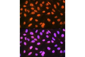 Immunofluorescence analysis of U-2 OS cells using hnRNP C Rabbit mAb (ABIN7267629) at dilution of 1:100 (40x lens). (HNRNPC antibody)