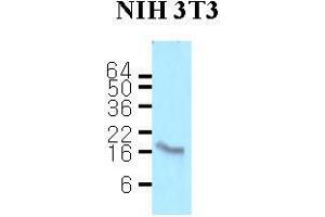 Cell lysates of NIH3T3 (50 ug) were resolved by SDS-PAGE, transferred to nitrocellulose membrane and probed with anti-human Calmodulin (1:500). (Calmodulin 1 antibody  (AA 1-149))