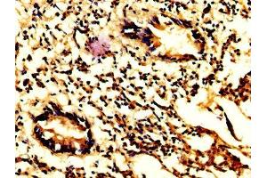 IHC image of ABIN7146960 diluted at 1:200 and staining in paraffin-embedded human appendix tissue performed on a Leica BondTM system. (Caspase 7 antibody  (AA 24-198))