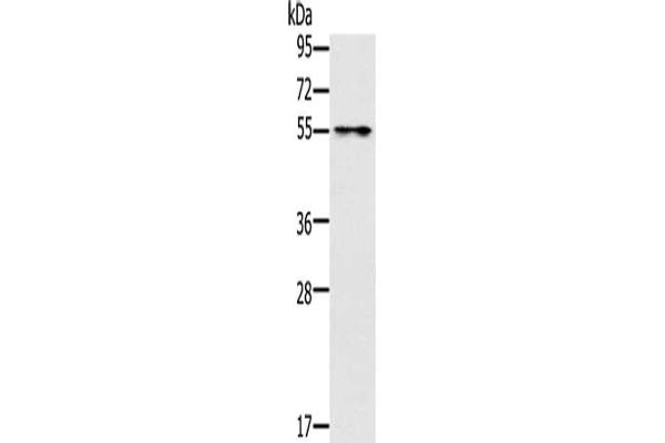 PUS1 antibody