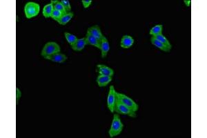 Immunofluorescent analysis of HepG2 cells using ABIN7163979 at dilution of 1:100 and Alexa Fluor 488-congugated AffiniPure Goat Anti-Rabbit IgG(H+L) (KCNE1 antibody  (AA 85-129))