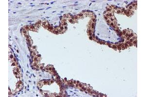 Image no. 1 for anti-Spermine Synthase, SMS (SMS) antibody (ABIN1501093) (SMS antibody)