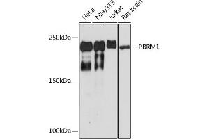 Western blot analysis of extracts of various cell lines, using PBRM1 Rabbit mAb (ABIN1512585, ABIN3020942, ABIN3020943 and ABIN7101308) at 1:1000 dilution.