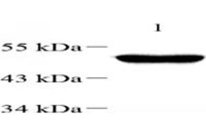 Western blot analysis of TBXT (ABIN7075815),at dilution of 1: 1000,Lane 1: Mouse testis tissue lysate (T-Box 19 antibody)