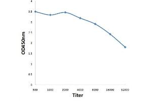 Antigen: 0. (PRDM2 antibody  (AA 1201-1300))