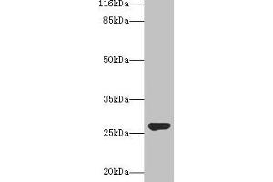 Western blot All lanes: IZUMO4 antibody at 2 μg/mL + Rat gonadal tissue Secondary Goat polyclonal to rabbit IgG at 1/10000 dilution Predicted band size: 27, 25, 18, 19 kDa Observed band size: 27 kDa