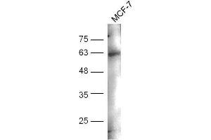 MCF-7 cell lysates probed with Anti-CD244(Tyr271) Polyclonal Antibody, Unconjugated  at 1:5000 for 90 min at 37˚C. (2B4 antibody  (pTyr271))